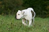 BOULEDOGUE AMERICAIN 356